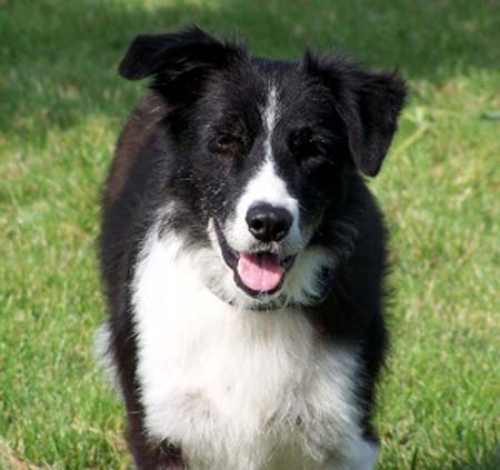 Check me out - it's easy to see why the shelter volunteer got me mixed up with a young purebred Border Collie!